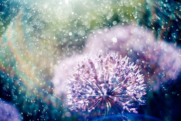 Magic picture beautiful unusual purple flowers in the light rays of the rainbow in the spray and water drops. - Powered by Adobe