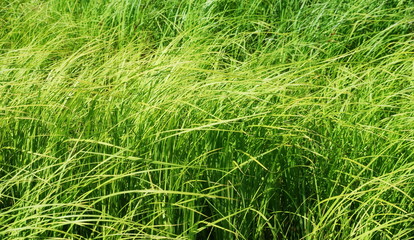 grass sedge texture green