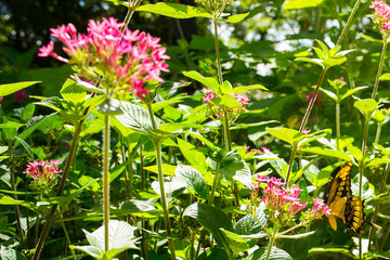 Natureza Fantástica 