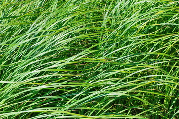 grass sedge texture green