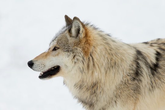 Grey Wolf Pack In Western US In Winter