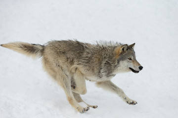 Grey Wolf pack in western US in Winter