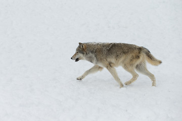 Grey Wolf pack in western US in Winter