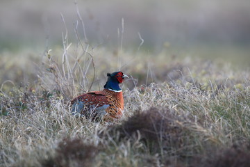 common pheasant (Phasianus colchicus) Texel, Holland 