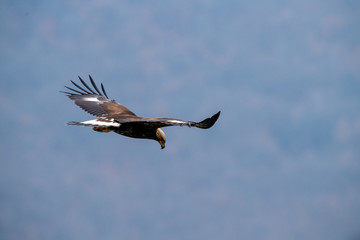 Goldean Eagle (Aquila chrysaetos) at mountain meadow in Eastern Rhodopes, Bulgaria