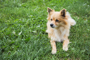 Closeup portrait of cute fluffy cross breed small dog laying outside on green grass. Horizontal...