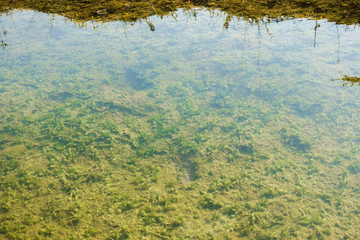 Shallow freshwater pond with green algae at the bottom. Natural green background.