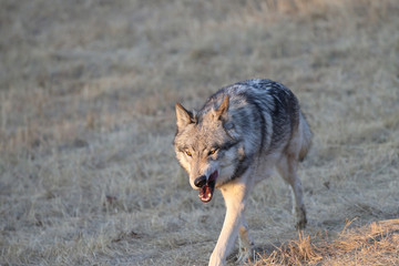 Grey Wolf pack in Autumn, Western US