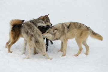 Fototapeta na wymiar Grey Wolf pack in western US in Winter