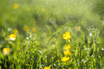 Fototapeta na wymiar Abstract green Fresh grass and wild small yellow flowers field with abstract blurred foliage and bright summer sunlight