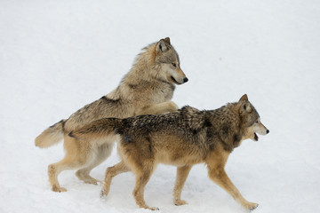 Fototapeta na wymiar Grey Wolf pack in western US in Winter