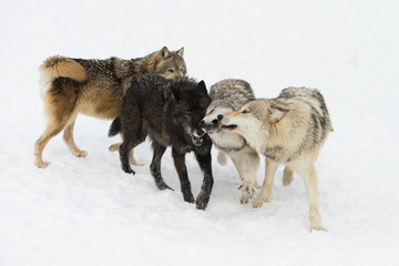 Plakat Grey Wolf pack in western US in Winter