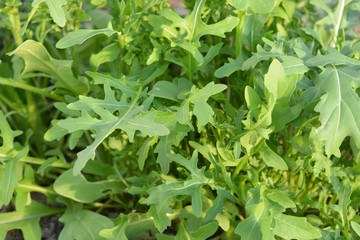 fresh green arugula in the garden