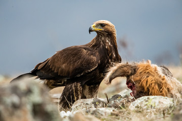 Adult Goldean Eagle (Aquila chrysaetos) on prey at mountain meadow in Eastern Rhodopes, Bulgaria