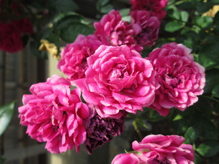 Fototapeta premium 松尾寺のバラの花
