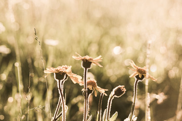 Beautiful yellow wild flowers growing outdoors at sunny summer morning field at countryside. Image filtered in vintage retro style.