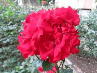 松尾寺のバラの花