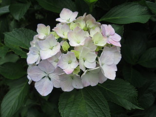 三室戸寺のアジサイ