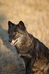 Grey Wolf pack in Autumn, Western US