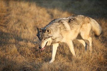 Naklejka na ściany i meble Grey Wolf pack in Autumn, Western US