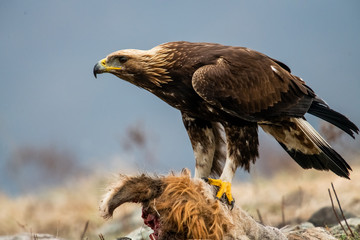 Adult Goldean Eagle (Aquila chrysaetos) on prey at mountain meadow in Eastern Rhodopes, Bulgaria