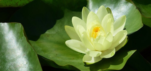 Gelbe Seerose in einem Seerosenteich im Sonnenschein © Zeitgugga6897