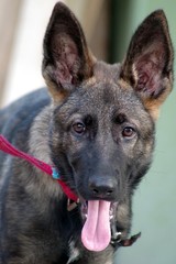 Beautiful portrait of a German Shepherd dog deeply looking at the camera.