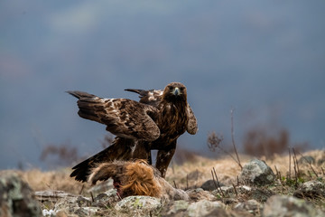 Adult Goldean Eagle (Aquila chrysaetos) on prey at mountain meadow in Eastern Rhodopes, Bulgaria