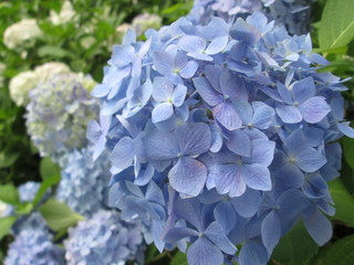 三室戸寺のアジサイ