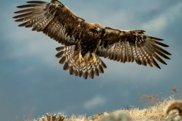 Gordijnen Goldean Eagle (Aquila chrysaetos) at mountain meadow in Eastern Rhodopes, Bulgaria © Tomas Hulik