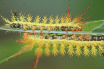 caterpillar reflection