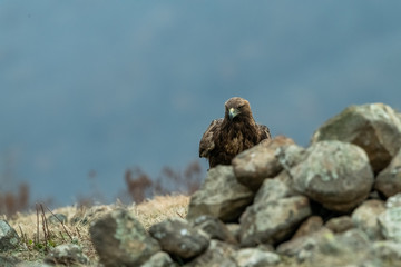 Goldean Eagle (Aquila chrysaetos) at mountain meadow in Eastern Rhodopes, Bulgaria