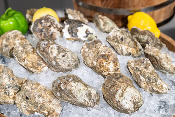 Fresh Oyster