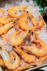 Red Shrimp