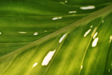 green leaf with water drops