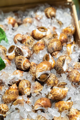 Babylon snails seafood on ice