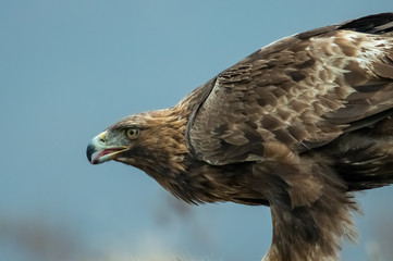 Goldean Eagle (Aquila chrysaetos) at mountain meadow in Eastern Rhodopes, Bulgaria