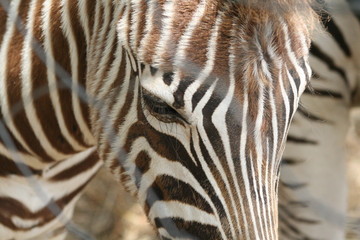 Fototapeta na wymiar close up of a young zebra with focus on its eye.