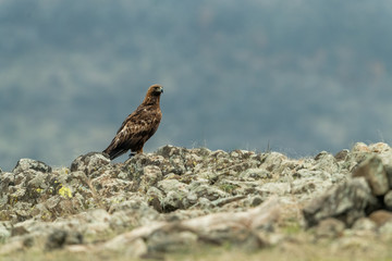 Goldean Eagle (Aquila chrysaetos) at mountain meadow in Eastern Rhodopes, Bulgaria