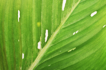 green leaf with water drops