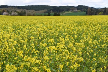 Obraz premium Mustard flowers - McMinnville, Portland 