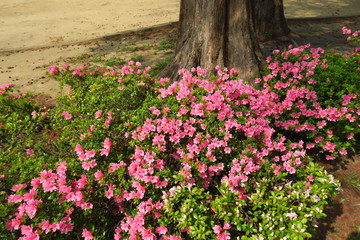 メタセコイアの根元に咲く躑躅