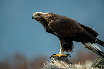 Goldean Eagle (Aquila chrysaetos) at mountain meadow in Eastern Rhodopes, Bulgaria