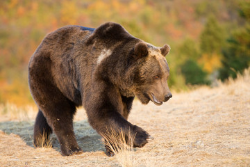 Grizzly (brown) bear in western US