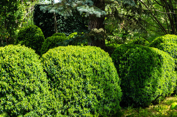 Formed trimmed bushes of old boxwood Buxus sempervirens, which has been growing in garden for over 60 years, with young bright greens. Selective focus