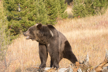Grizzly (brown) bear in western US