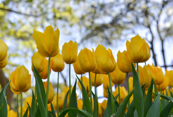 Obraz premium yellow tulips in the garden