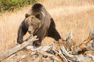 Grizzly (brown) bear in western US