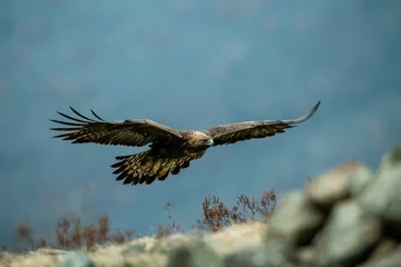 Poster Goldean Eagle (Aquila chrysaetos) auf der Bergwiese in den östlichen Rhodopen, Bulgarien © Tomas Hulik