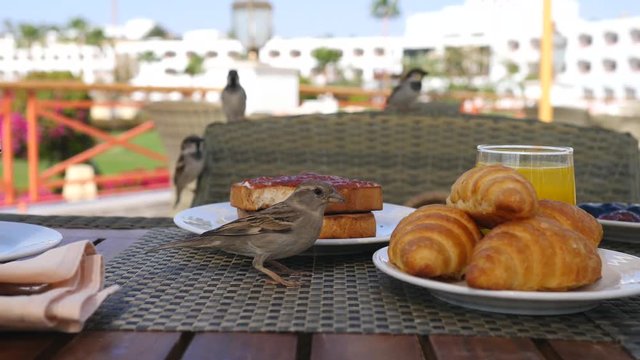 Sparrow Having Croissant For Breakfast In A Street Cafe